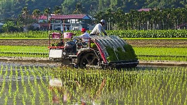 Gaya Baru Petani Jombang, Tanam Padi dengan Transplanter - Bisnis