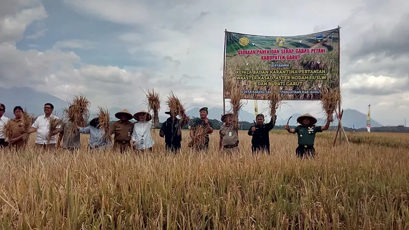 Petani Garut Sambut Panen Raya, Purwakarta Surplus Beras