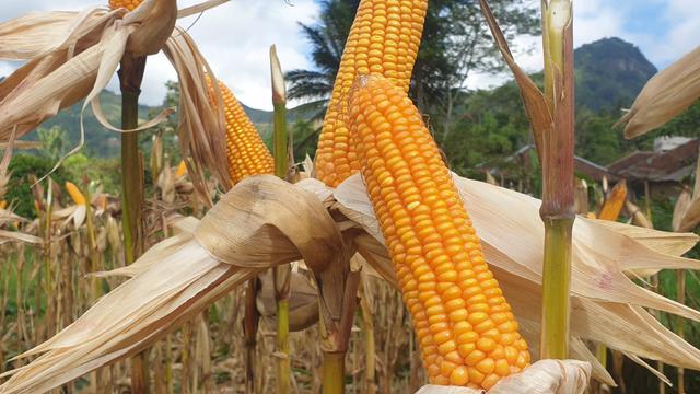 Tongkol bibit jagung hibrida varietas R7 karya PT Restu Agropro Jayamas (RAJA) Semarang yang berisi, siap merambah wilayah Garut Selatan sebagai kluster baru lumbung jagung di Garut. (Liputa6.com/Jayadi Supriadin)