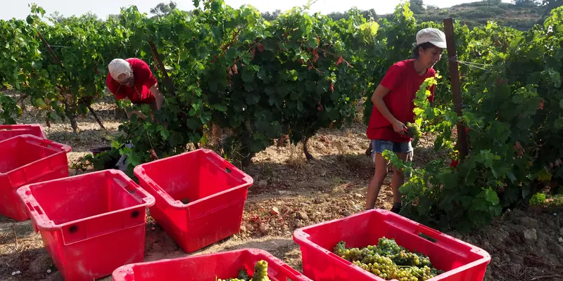 Asyiknya Menikmati Hasil Panen Anggur di Prancis