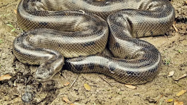 Anaconda 3