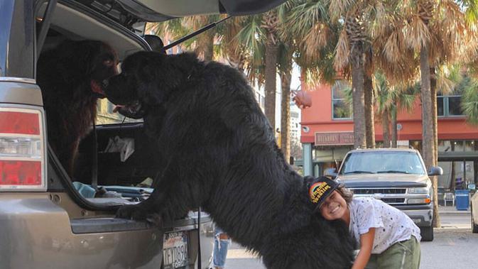 foto: @ralphie_the_newf_and_the_boss