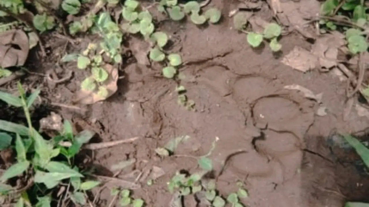 Jejak harimau sumatra yang ditemukan petani menuju ke perkebunan sawit di Kabupaten Kampar.