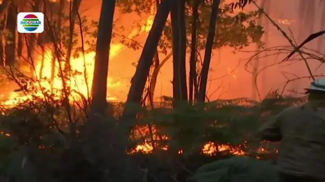Kebakaran Besar Hanguskan Puluhan Hektare Hutan di Portugal