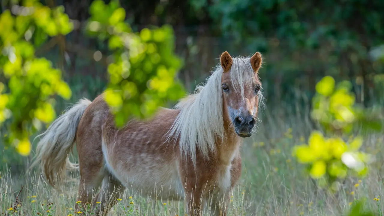 Kuda Poni Kesayangan Disumbangkan ke Kebun Binatang, Jadi Makanan Predator