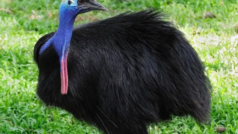 Unik, 6 Burung Ini Justru Tak Bisa Terbang