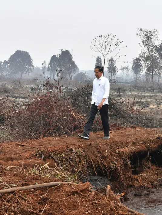 Presiden Joko Widodo atau Jokowi memeriksa kerusakan akibat kebakaran hutan dan lahan (karhutla) di Pekanbaru, Riau, Selasa (17/9/2019). Tanpa mengenakan masker, Jokowi turun langsung ke lahan gambut yang sudah habis terbakar. (Handout/Indonesian Presidential Palace/AFP)
