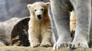 Bayi beruang kutub melakukan langkah pertamanya di luar kandang kebun binatang di Gelsenkirchen, Jerman, 13 April 2018.  Bayi beruang yang lahir pada Desember tahun lalu itu tinggal bersama sang induk yang bernama Lara. (AP Photo/Martin Meissner)