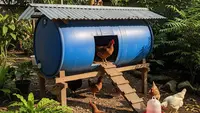 Cara Membuat Kandang Ayam dari Tong Air Bekas, Solusi Murah dan Praktis