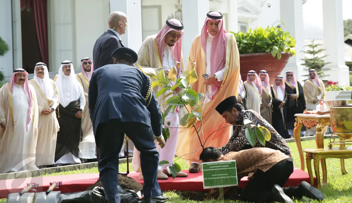 Suasana prosesi penanaman pohon yang dilakukan oleh Raja Salman di halaman tengah halaman tengah Istana Merdeka, Jakarta, Kamis (2/3). (Liputan6.com/Angga Yuniar)