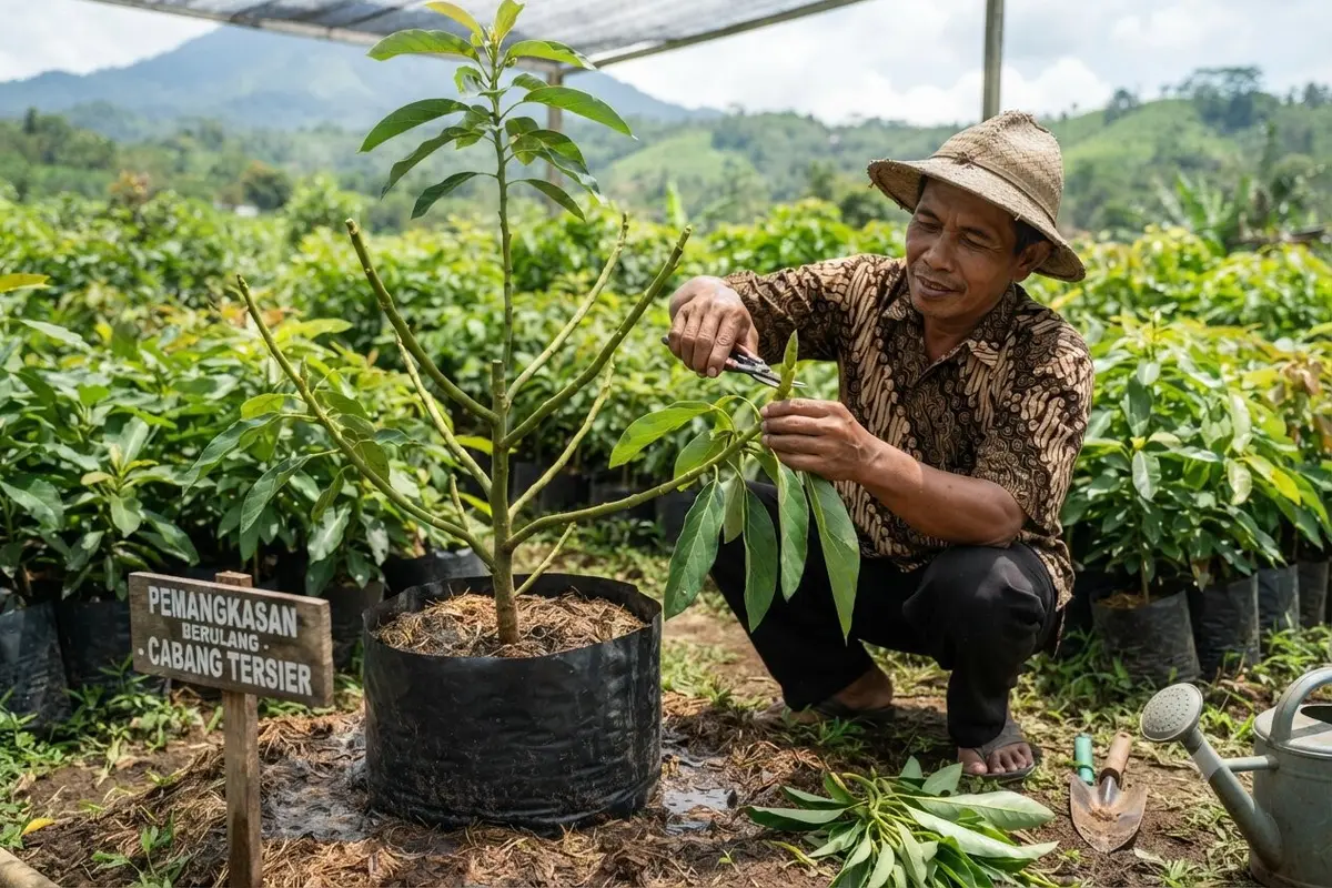 Tanda Pohon Alpukat Siap Dipangkas Agar Cepat Berbuah