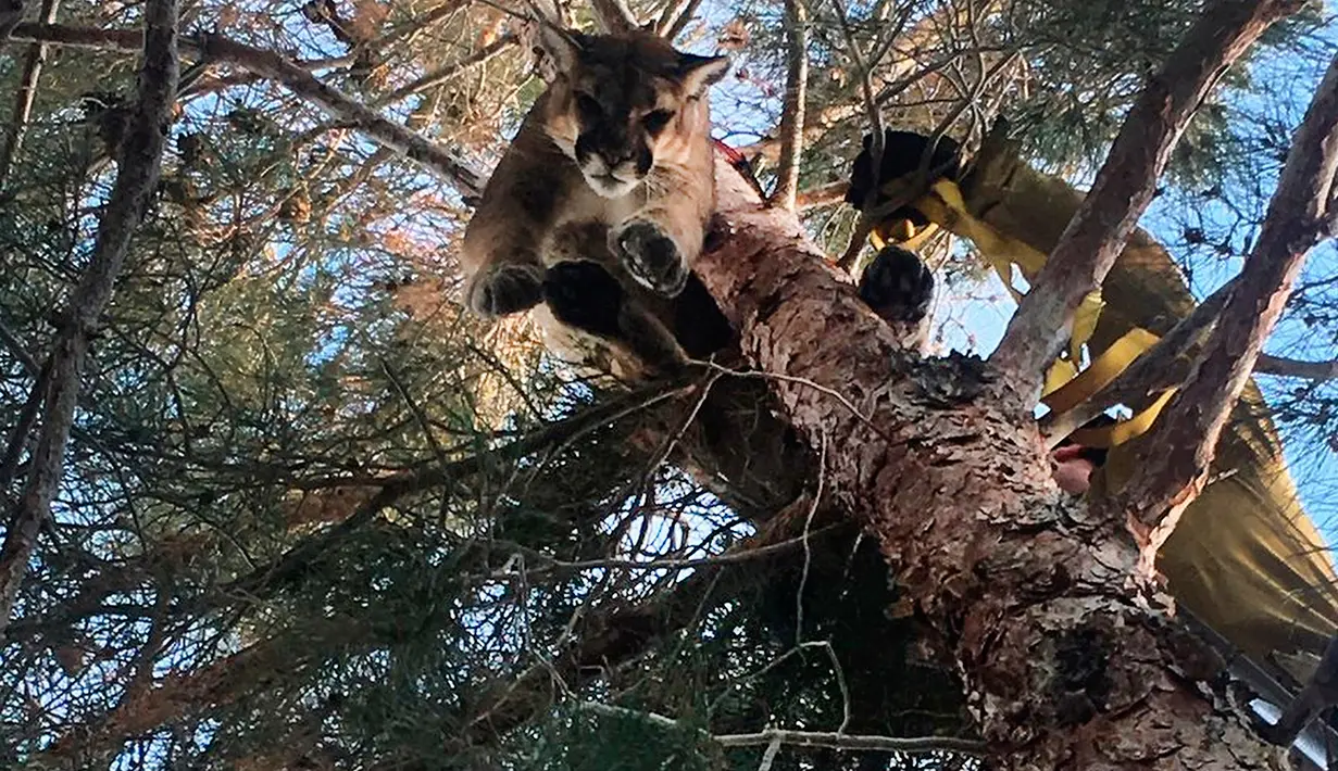 Petugas mengevakuasi singa gunung dari atas pohon di sebuah rumah di San Bernardino, California, 16 Februari 2019. Singa yang terjebak di pohon itu ditidurkan melalui dengan cara dibius. (Rick Fischer/California Department of Fish & Wildlife via AP)