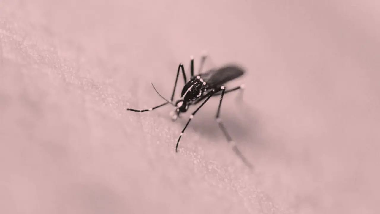 Virus Zika