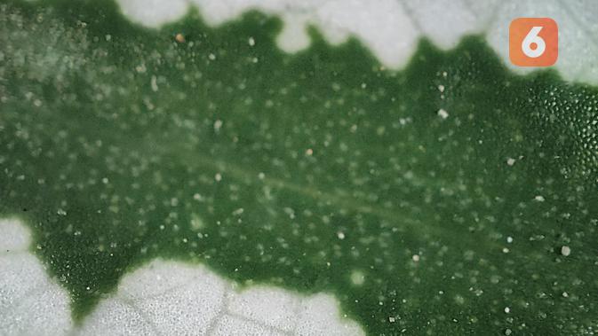 Hasil Foto Realme GT 2 Pro - Mode Mikroskop pada daun tanaman Caladium