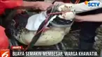 Selain memliki panjang 4,5 meter, ukuran buaya yang terus membesar hingga mencapai 250 kilogram ini justru membuat warga khawatir.