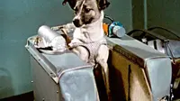 Uni Soviet mengirimkan anjing bernama Laika ke ruang angkasa pada 1957 (Twitter / @SovietPostcards)