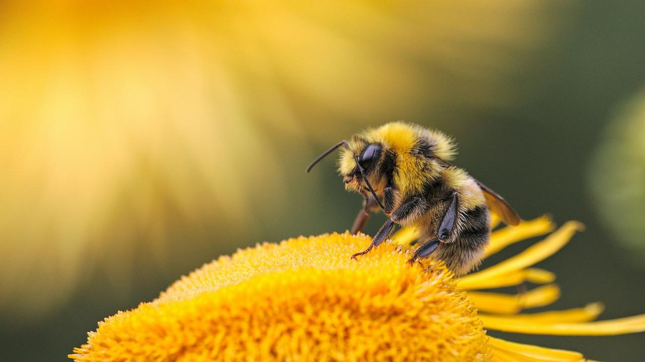World Bee Day
