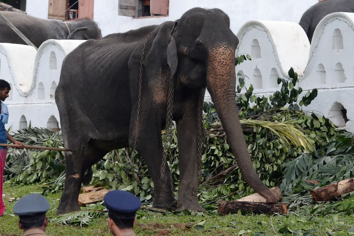 Viral di Medsos, Begini Kondisi Menyedihkan Gajah Kurus Tikiri