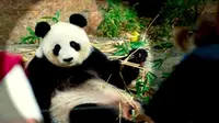 Pesta Mewah Ultah Dua Panda Hebohkan Warga