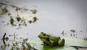 Spesies Katak Baru Ditemukan di Hutan Amazon