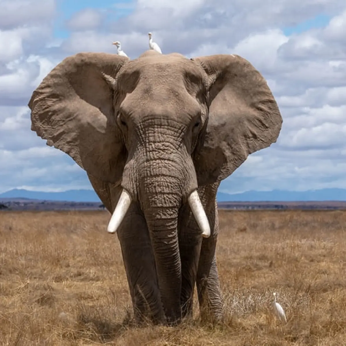 Makna Mimpi Melihat Gajah Besar: Tanda Keberuntungan?
