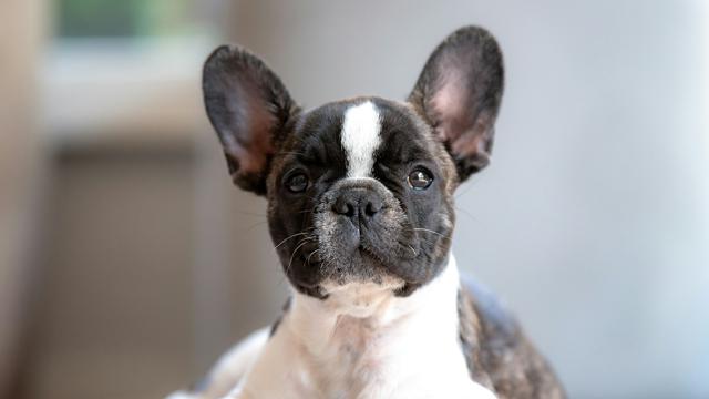 French Bulldog