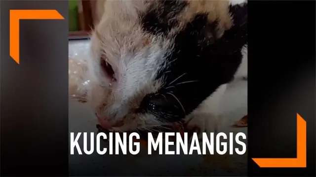 Seekor kucing yang sedang lapar menangis saat diberi makan potongan daging.