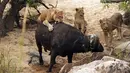 Kerbau tua tersebut terlihat berusaha melepaskan diri dari serangan lima ekor singa kelaparan yang terus menyerangnya, di Londolizi Game Reserve, dekat Taman Nasional Kruger, Afrika, Kamis (23/7/2015). (Dailymail)