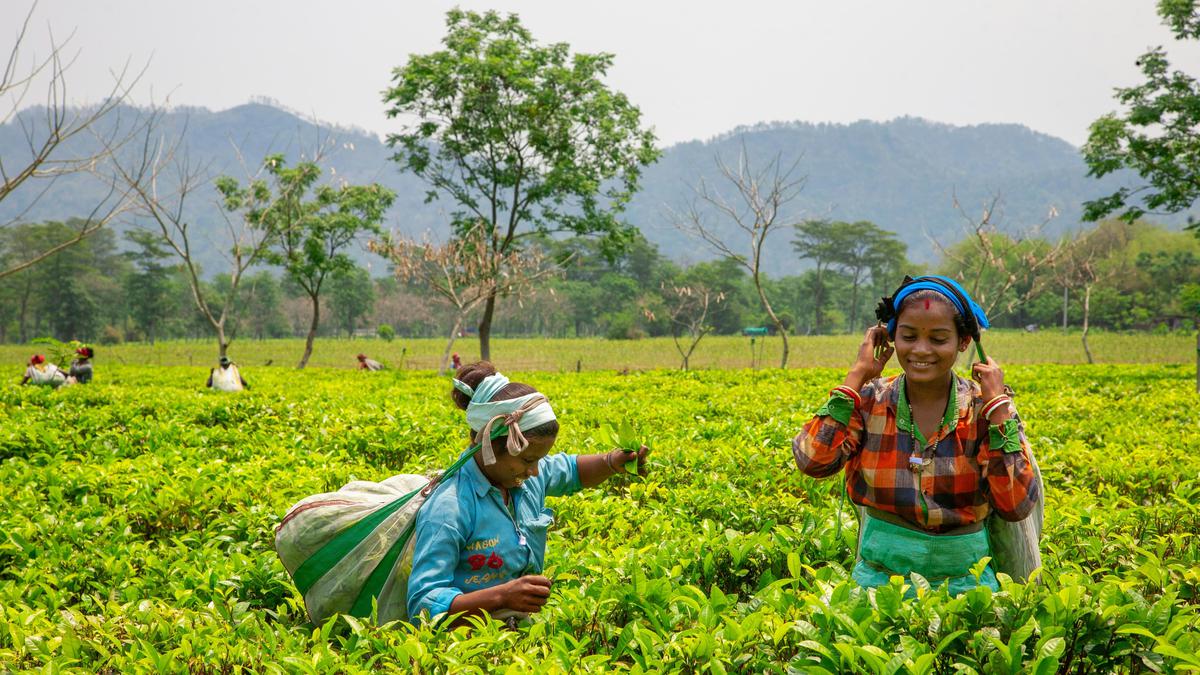 Sejarah Hari Teh Internasional, Merayakan Keberlanjutan Minuman Berusia 5 Milenium