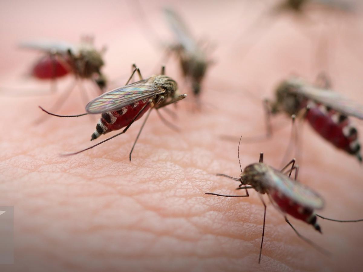 6 Cara Mengusir Nyamuk Secara Alami, Mudah dan Bikin Tidur Makin 