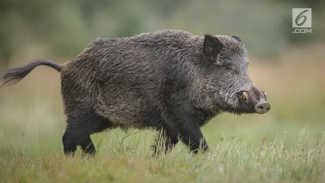 Babi Hutan atau Celeng