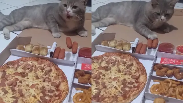 Kucing mencuri sosis milik majikan