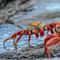 Ilustrasi kepiting. (Photo by Rod Long on Unsplash)