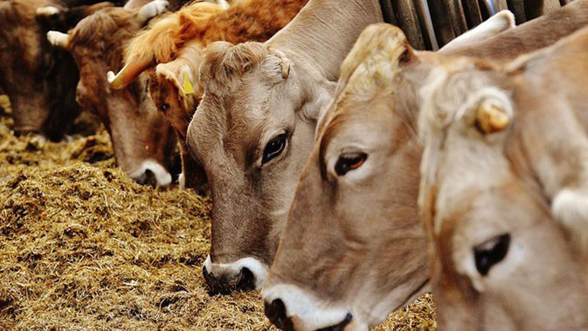 500 Ekor Sapi Hilang Secara Misterius, Kok Bisa?