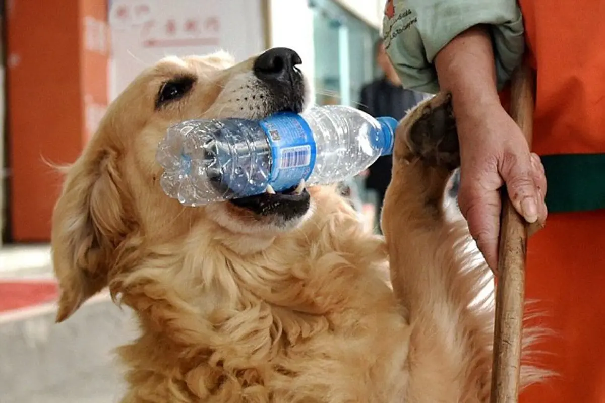 Anjing