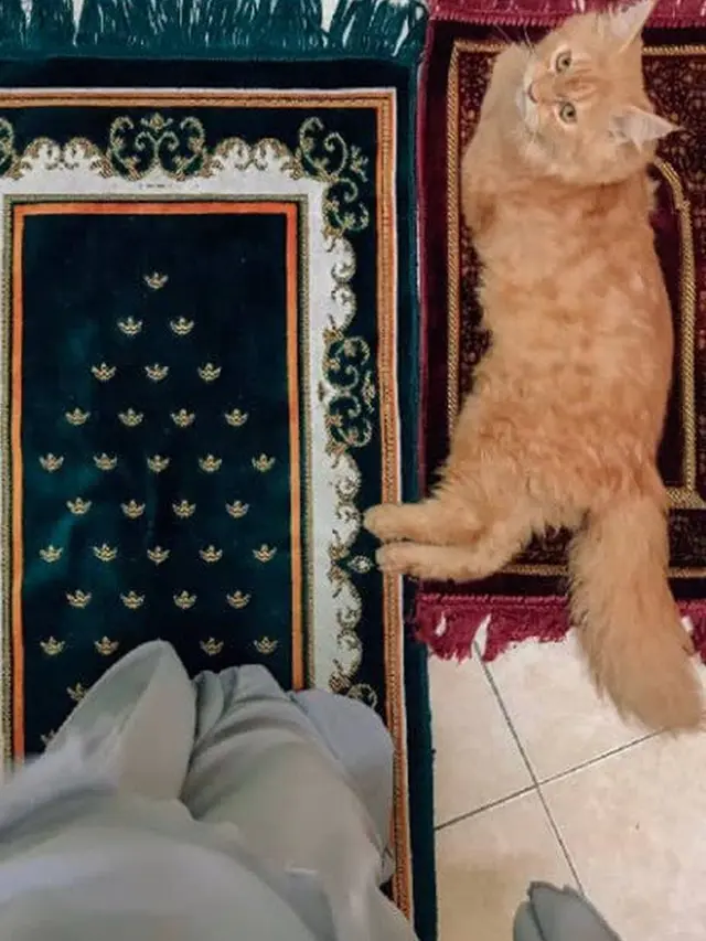 Kucing