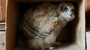 Bayi burung hantu Eurasia bermain didalam kardus di Kebun Binatang Royev Ruchey, Siberia, Krasnoyarsk, Rusia (7/6).Bayi burung hantu yang lahir 3 minggu lalu ini menjadi penghuni baru kebun binatang. (REUTERS/Ilya Naymushin)