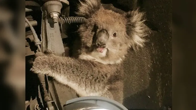 Koala