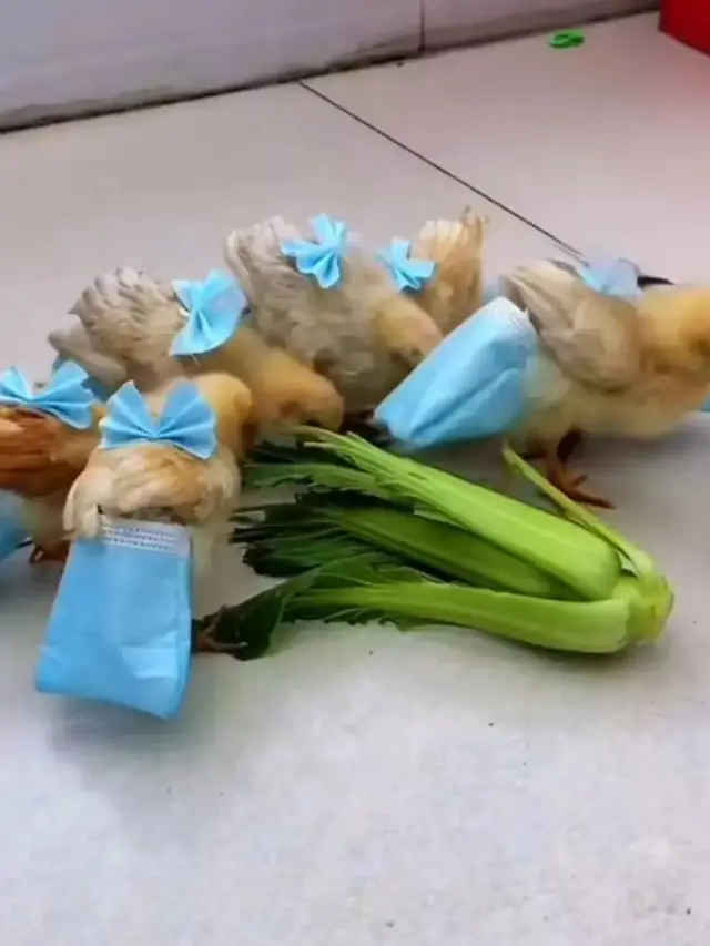 7 Potret Kocak Orang Pelihara Ayam, Ada yang Pakai Popok