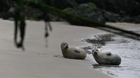 Laporan terbaru dari Institut Ilmu Pengetahuan Alam Kerajaan Belgia tentang mamalia laut negara ini menegaskan hal itu: hewan ini semakin banyak ditemukan di negara kita. (John THYS / AFP)