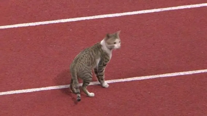 kucing ikut Asian Games (foto: brilio.net)