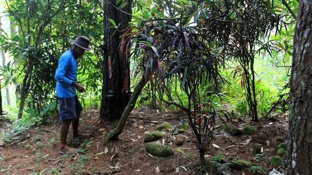 Bekas makam di tengah perkebunan pinus di Karangreja, Cipari, Cilacap, yang dikelola Perhutani menunjukkan pada masa lalu tempat ini pernah dikuasai dan dimiliki masyarakat. (Liputan6.com/Muhamad Ridlo)
