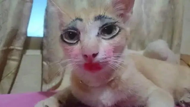 6 Kucing Pakai Makeup Biar Terlihat Cantik Ini Kocak, Ada yang Menor Banget