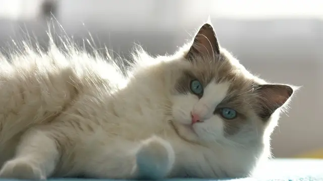 5 Ras Kucing Terpopuler yang Tepat Dijadikan Hewan Peliharaan untuk Para Pemula (3)