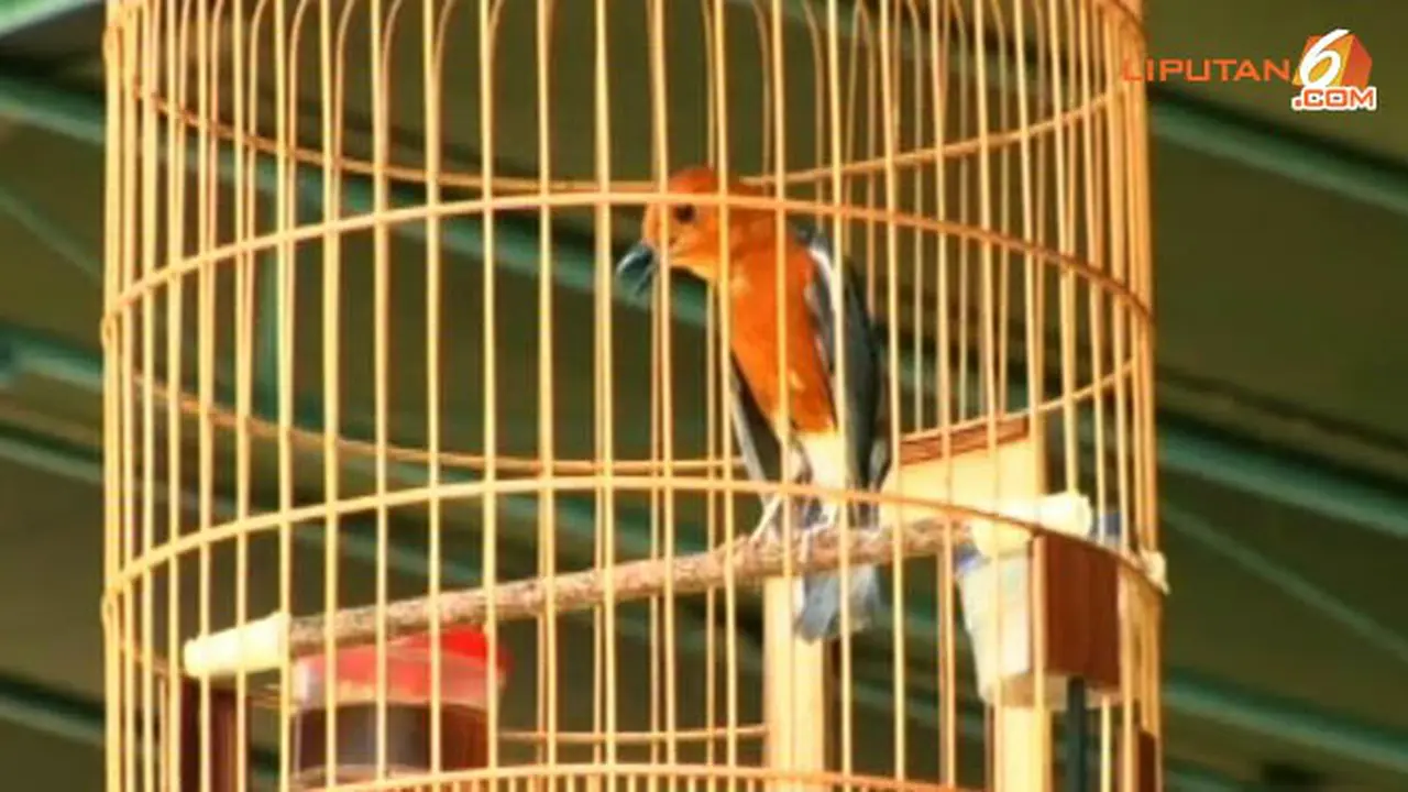 potret-burung-130902-d.jpg