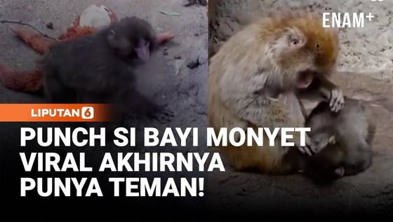 Kabar Bahagia! Punch si Bayi Monyet Viral Kini Sudah Punya Teman