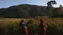 Dua petani Nepal memanen padi di Chaukot, di Distrik Kavre, Nepal (14/11/2019). Pertanian adalah sumber utama makanan, pendapatan, dan pekerjaan bagi mayoritas orang di Nepal. (AP Photo/Niranjan Shrestha)