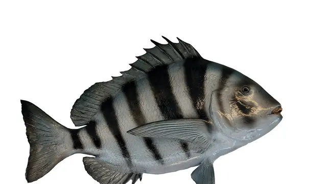 Bikin Geger, Penemuan Ikan Dengan Gigi Seperti Manusia