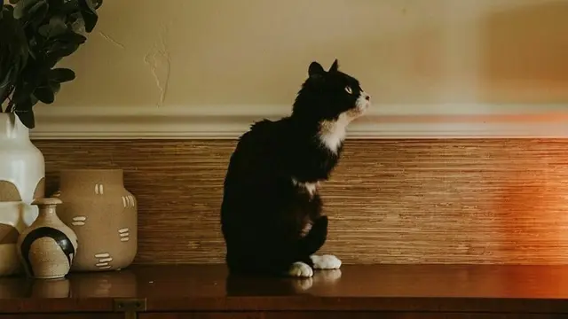 Rexie Roo, kucing penyandang disabilitas