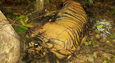 Temuan ketiga harimau yang tewas di Aceh (Liputan6.com/Ist)